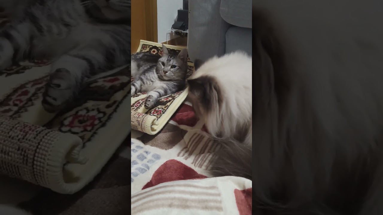 大事な話がある！ #cat #猫のいる暮らし #ねこ #ネコ #kawaii #ヒマラヤン