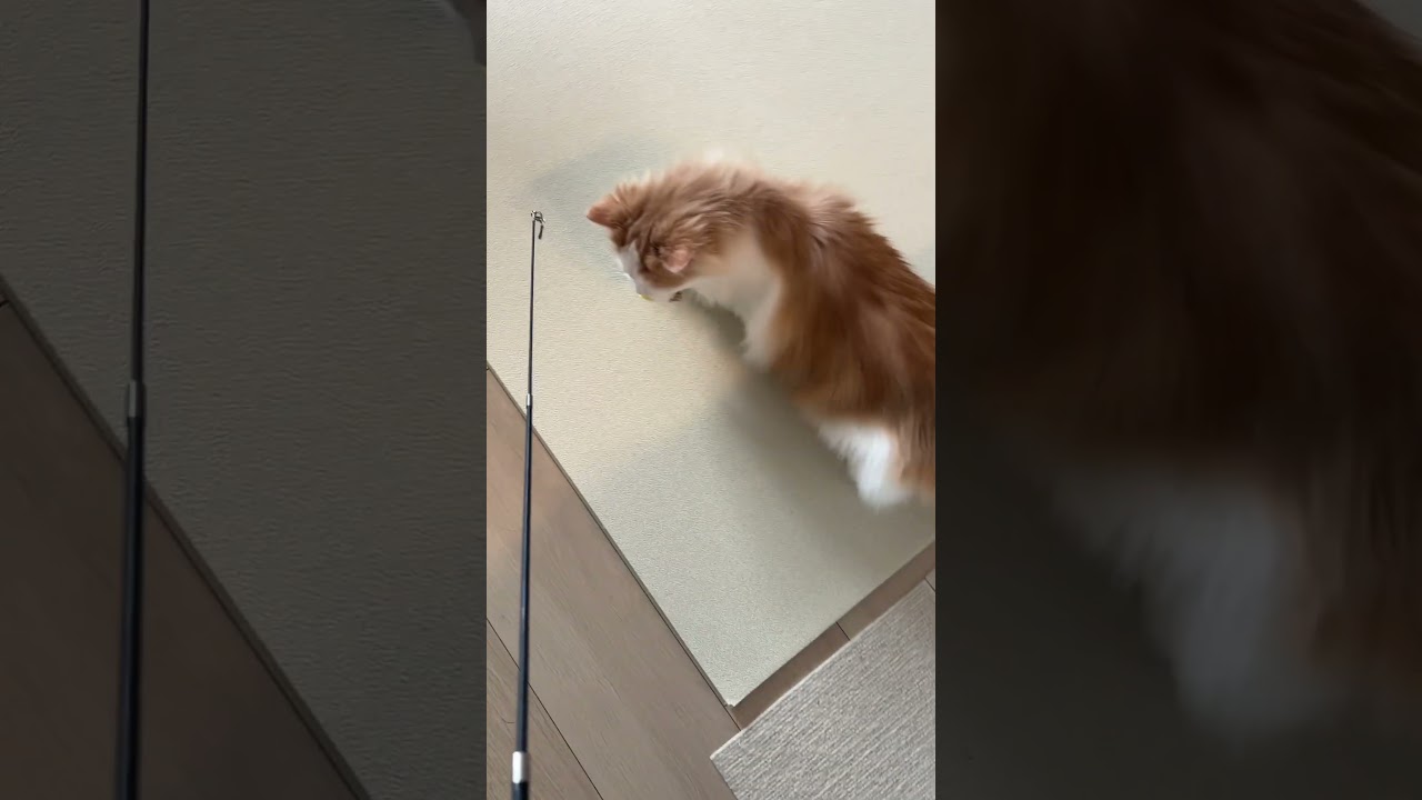 お散歩みたいになってるよ… #cat #ラガマフィン #ragamuffin #猫のいる暮らし #猫