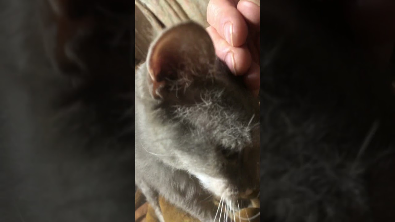 Purr of Theophile, the laperm. ラパーマのテオフィルのグルグルが止まらない。