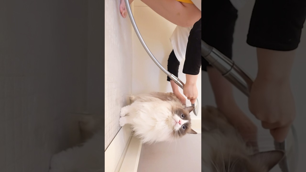 【猫】1年ぶりにお風呂いれたらこうなるよね…🐱🧺　#猫のお風呂 #猫のいる暮らし #猫のいる生活 #ラグドール #猫の鳴き声