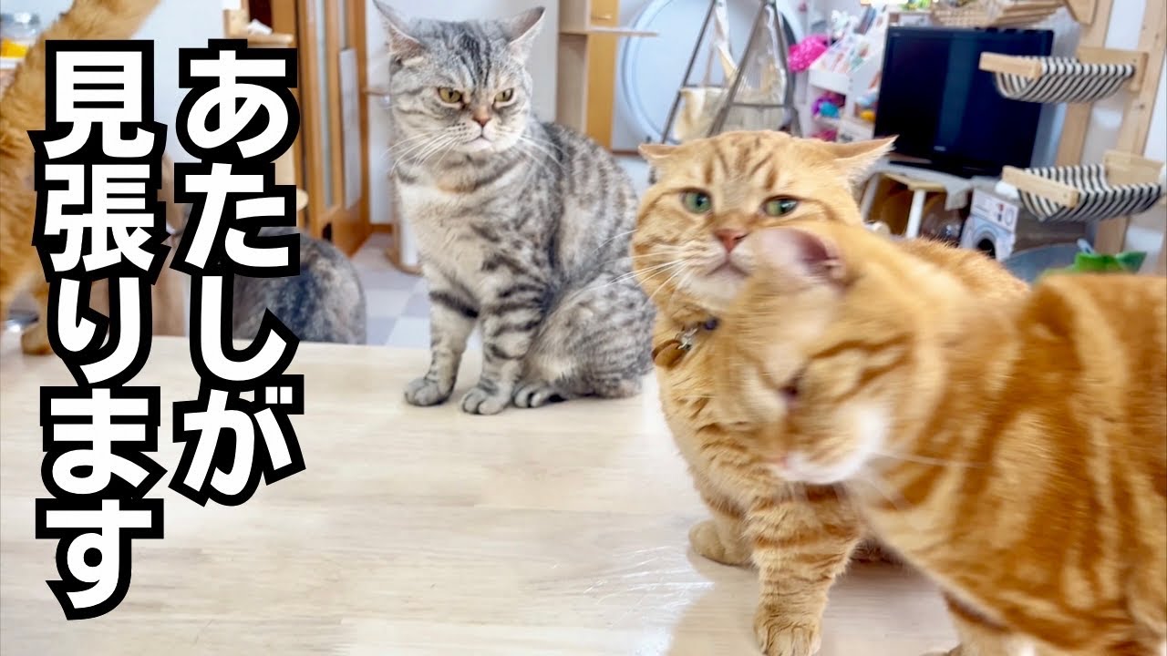 ポッポママとちゃびくんが茶々パパ包囲網を作った！ #猫 #マンチカン