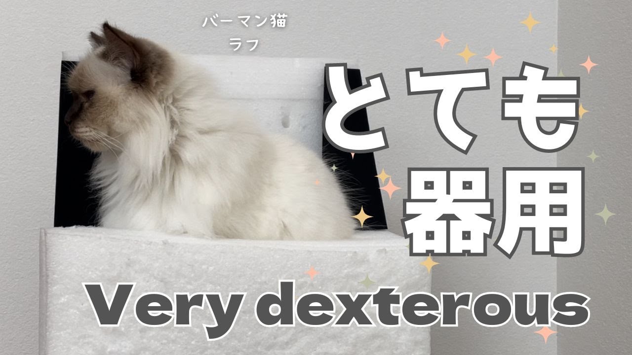 バーマン猫ラフ【とても器用】Very dexterous（バーマン猫）Birman/Cat