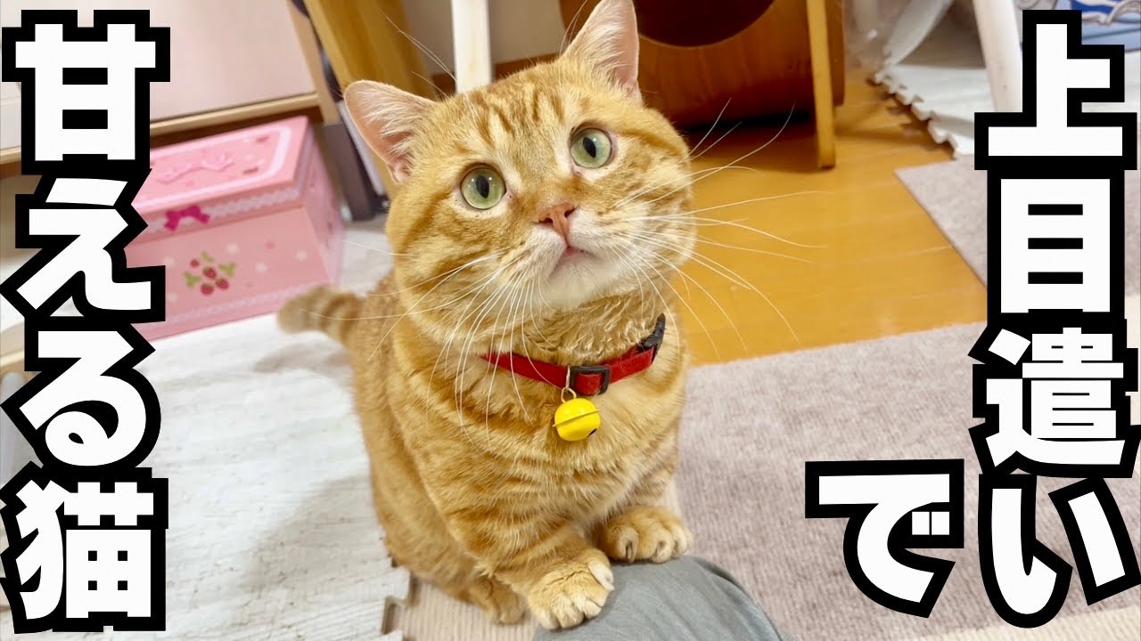 上目遣いでかまってアピールするまんまる猫がかわいい！ #ねこ #マンチカン