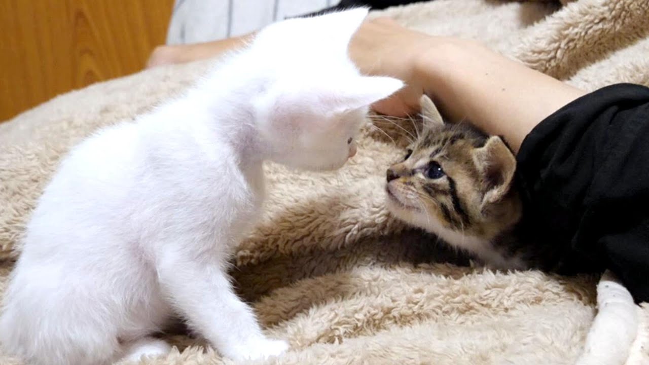 子猫達はおじさんの腕の中を取り合いかわいい小競り合いをしていました【赤ちゃん猫　保護猫】