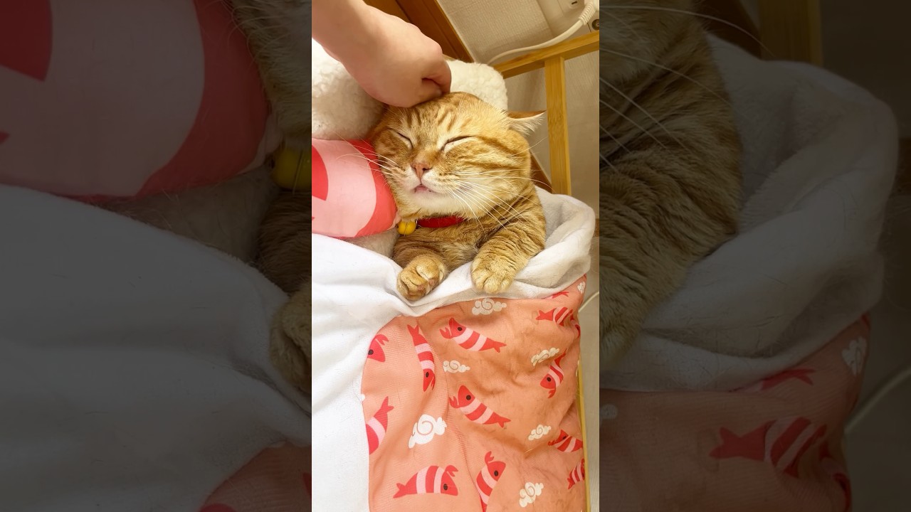 寝かしつけてもらうダースベイニャー #猫 #マンチカン #shorts