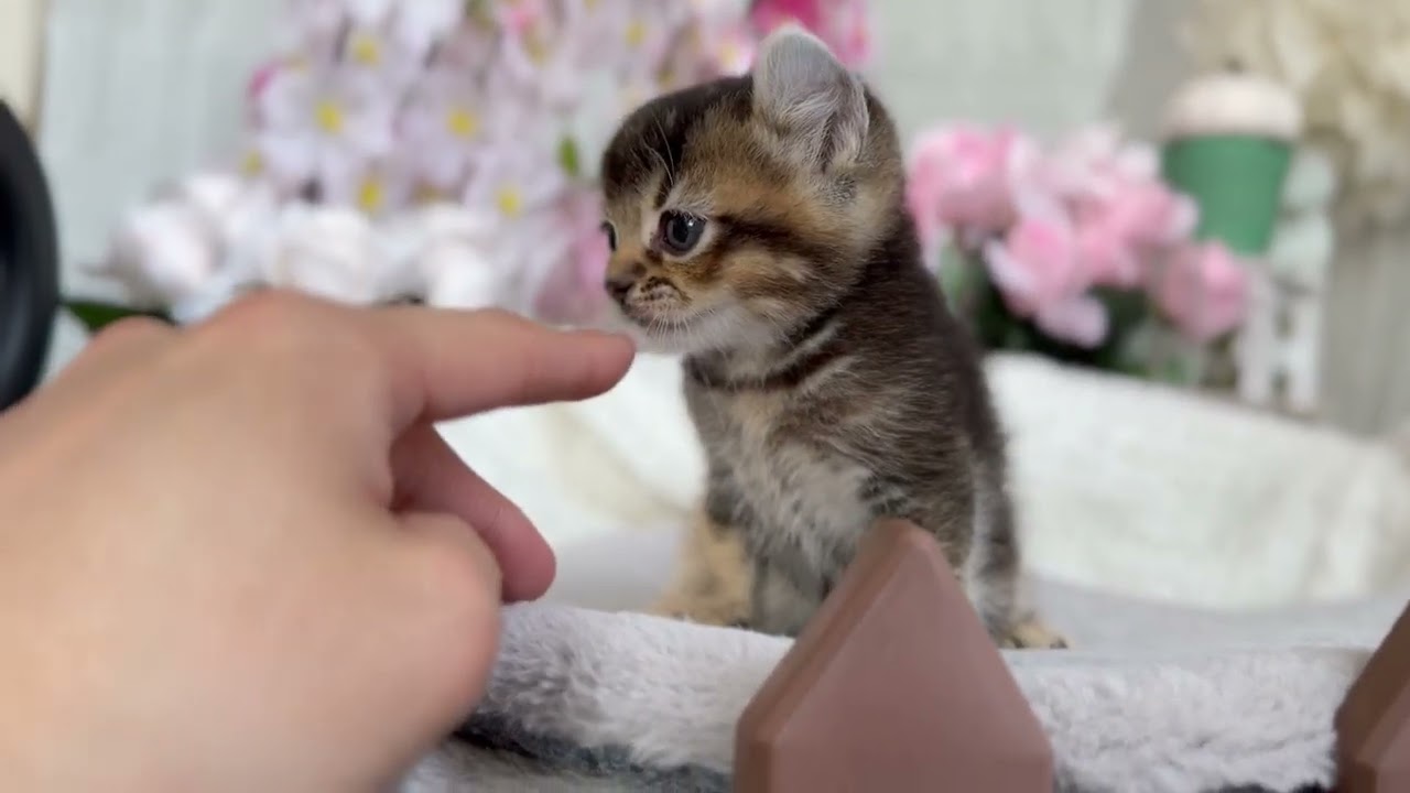 アメリカンカール　男の子