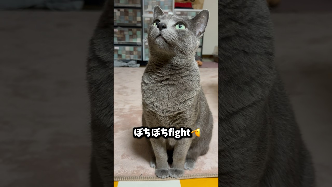 【ロシアンブルー】めろんGWスタート🤗ん〜めろんには関係なしかな🤭【猫】#shorts