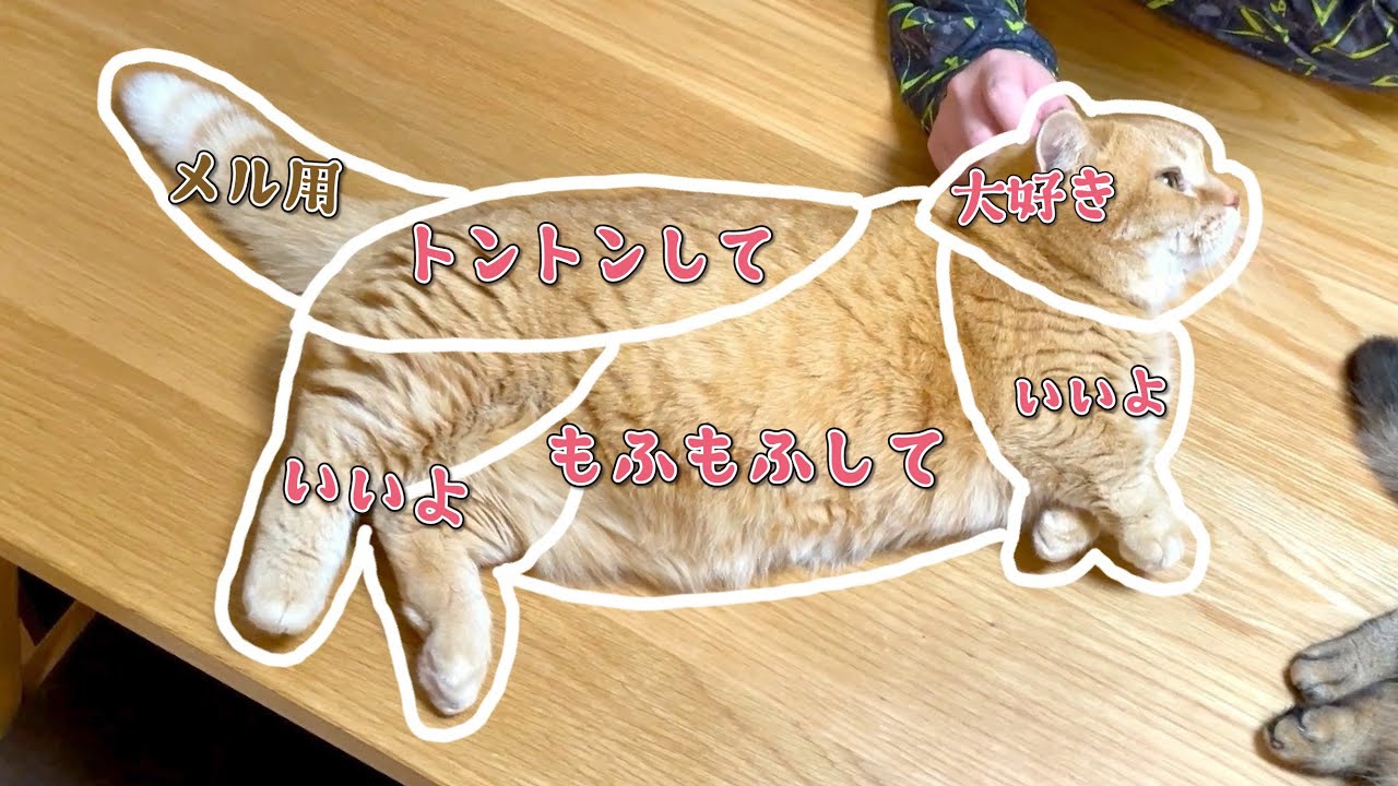 【約束された勝利】十年間、共に過ごした愛猫のおさわりマップが驚愕の結果でした。