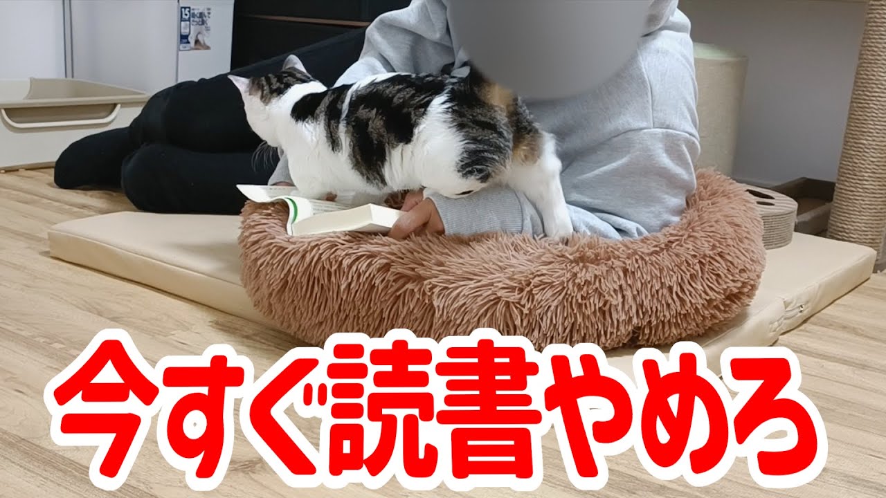 遊び盛りの子猫の横で読書をするとこうなりますｗ