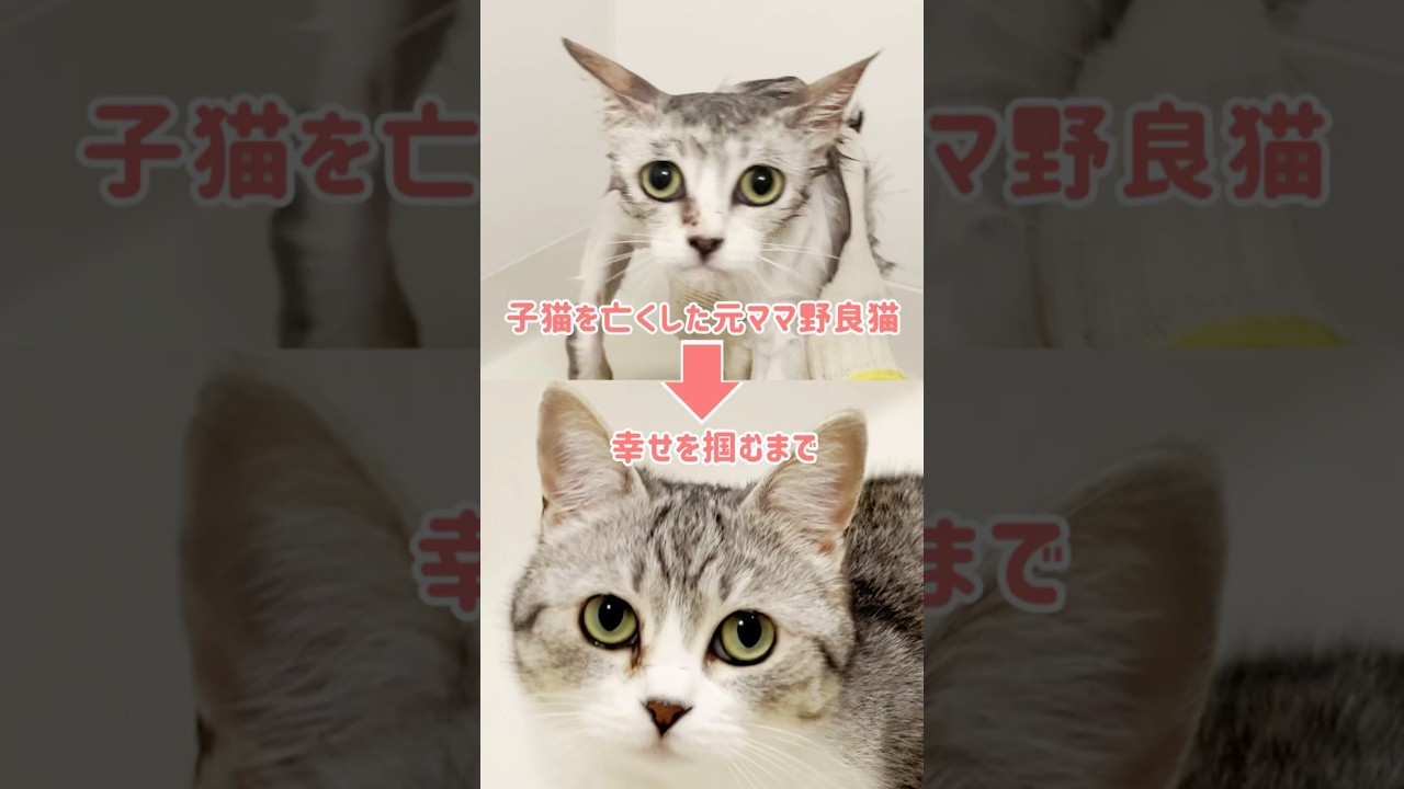 子猫を亡くした元ママ野良猫が幸せを掴むまで〜総集編〜