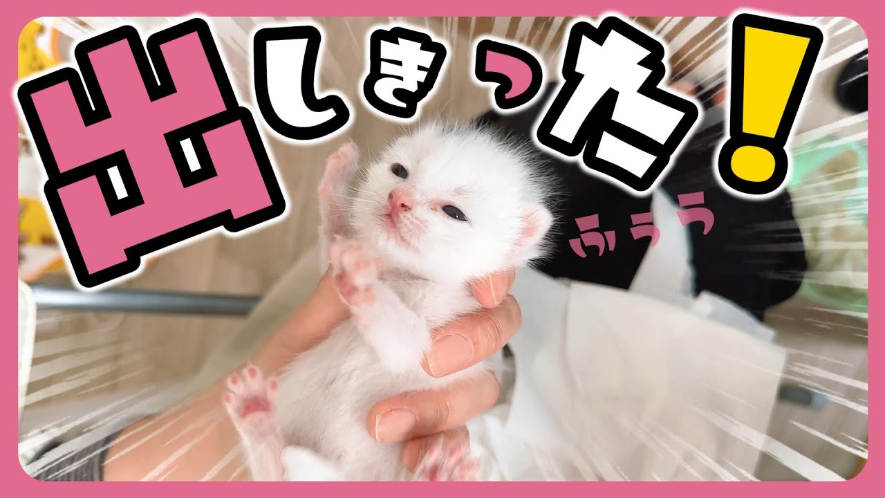 子猫 「ふぅー」出しきったわー 出して ミルク 出して ミルク やり切ったら寝る　【保護猫生活4日目】