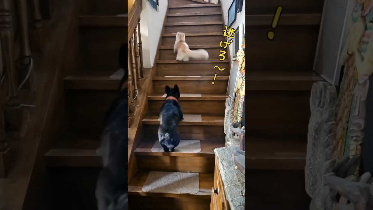 【キンカロー】犬猫追いかけっこ【マンチカール】 #キンカロー #猫