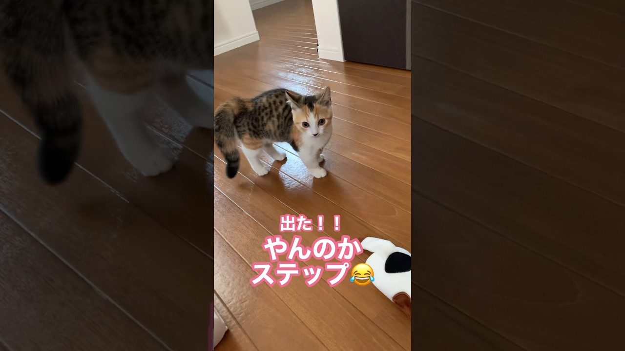 子猫のやんのかステップが可愛過ぎるww #マンチカン