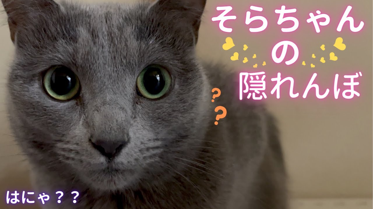 【猫ロシアンブルー】そらちゃん隠れんぼ！〜第4弾〜