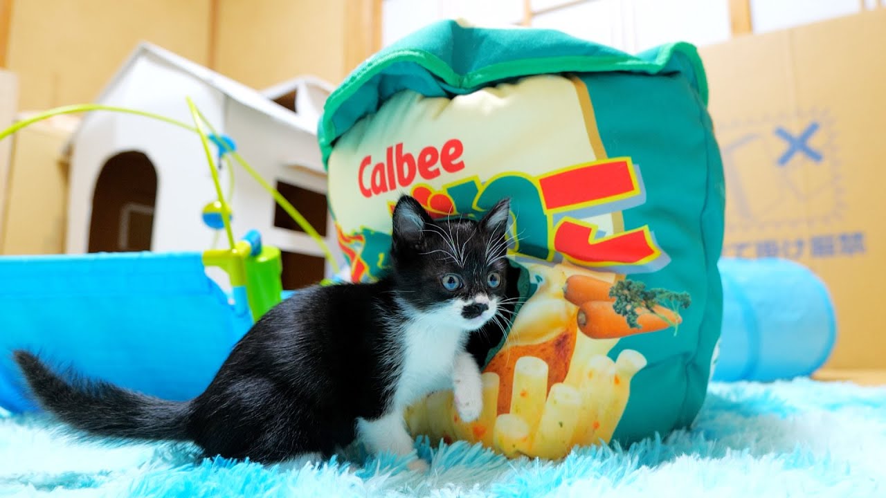 子猫達にじゃがりこハウスを出したらじゃがり子猫になった🐈🐈【仲良し子猫姉妹の成長記録】