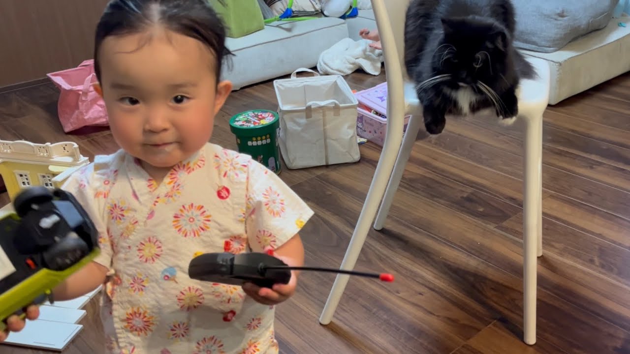 初めてラジコン操作する二歳児を観察する猫　ラガマフィン　cat observing infant