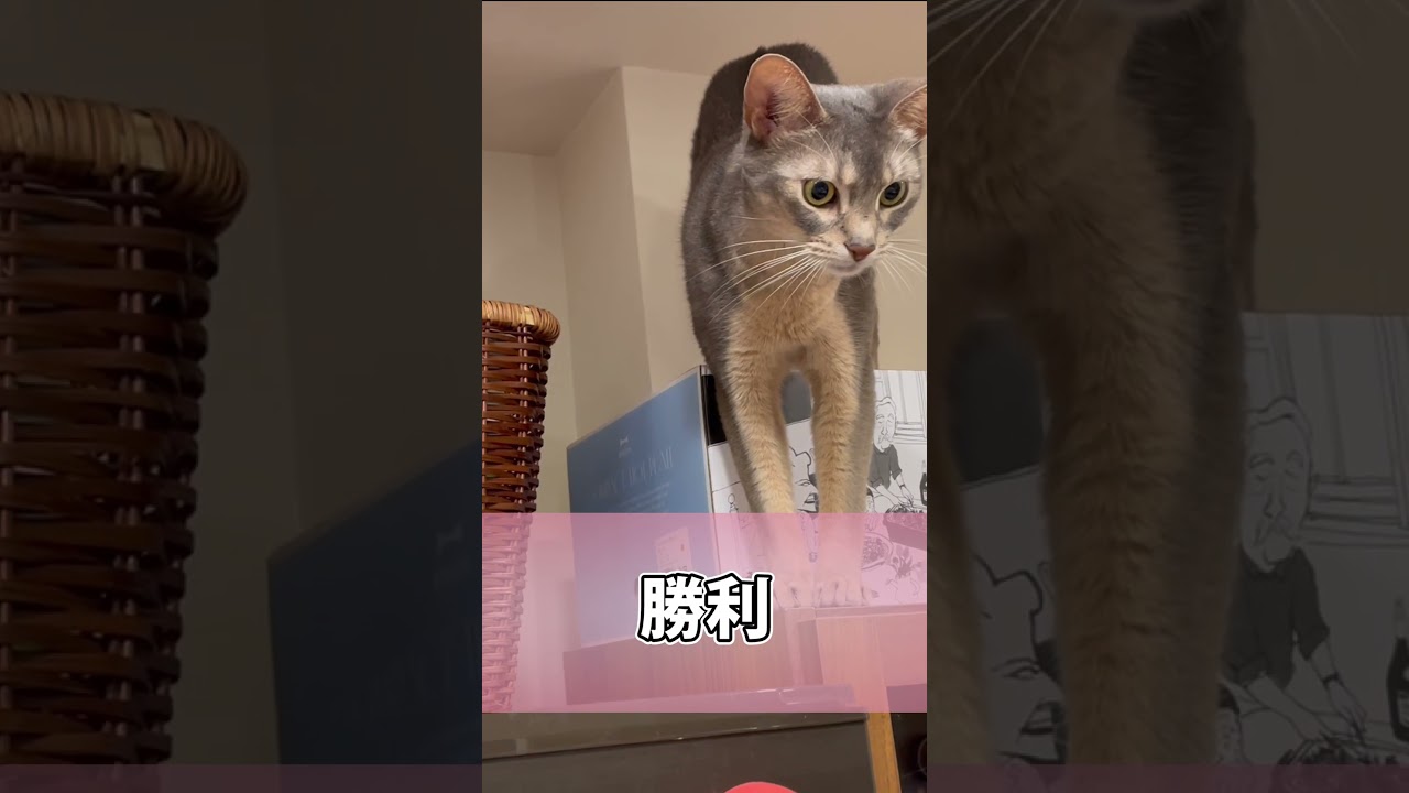 カラスのぬいぐるみと戦ううちの猫さん #shorts #猫 #アビシニアン
