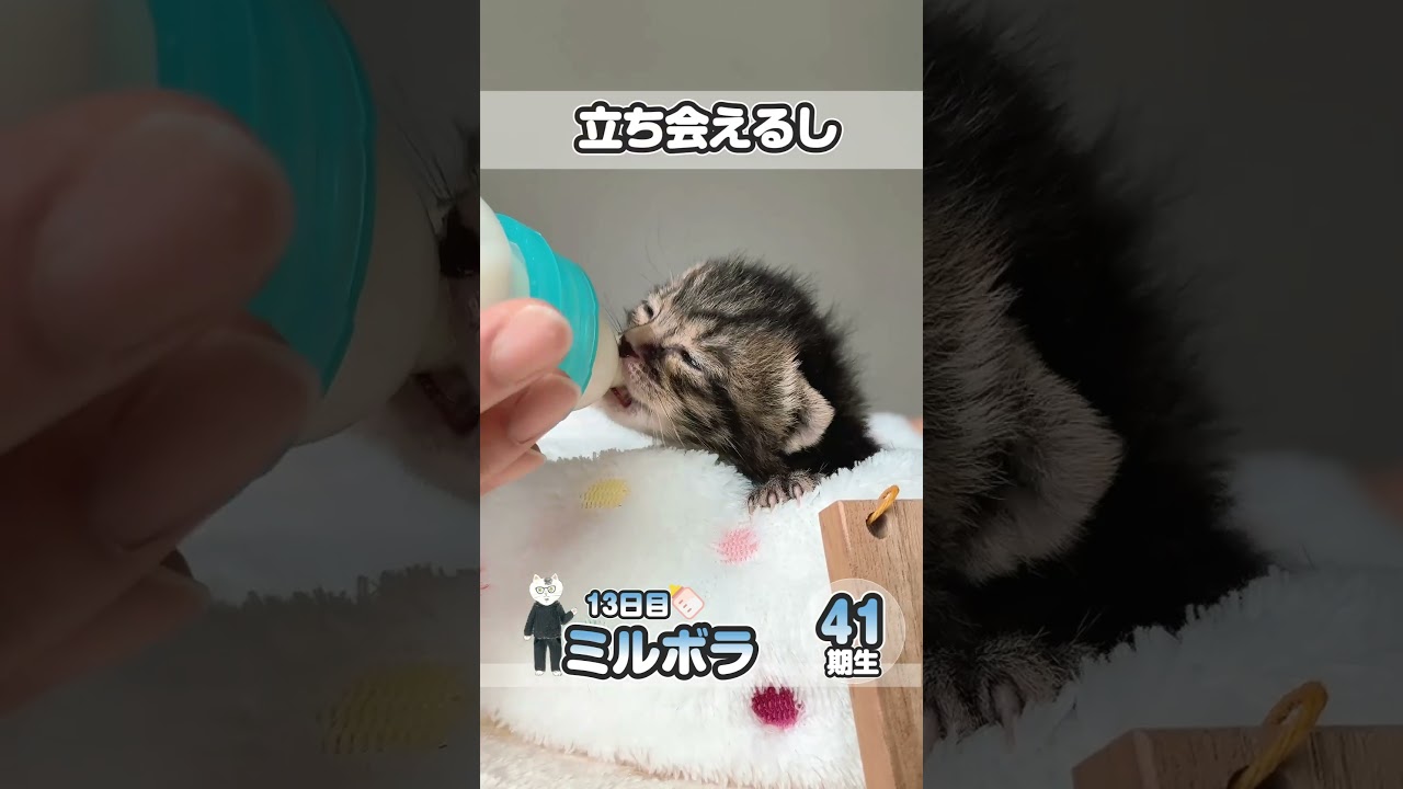 子猫 哺乳瓶でミルク おなかがポーーンってなるまで飲みますよー【保護猫生活13日目】 #kitten #かわいい子猫を毎日紹介しています #子猫のミルボラ #保護猫 #子猫 #猫好きさんと繋がりたい