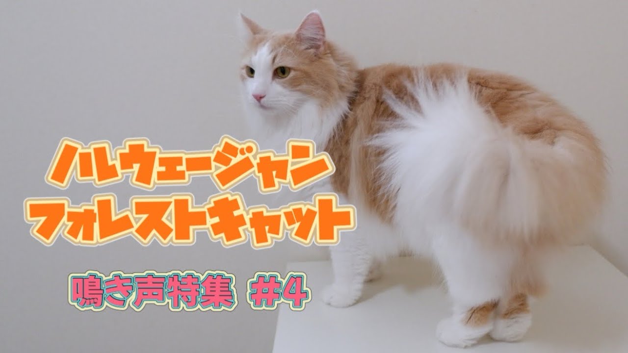 【猫の鳴き声‼︎】ノルウェージャンフォレストキャットの可愛い鳴き声を集めてみました😍