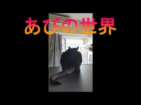 ネコ動画あび＃3538　あびの毎日　アビシニアン　あび