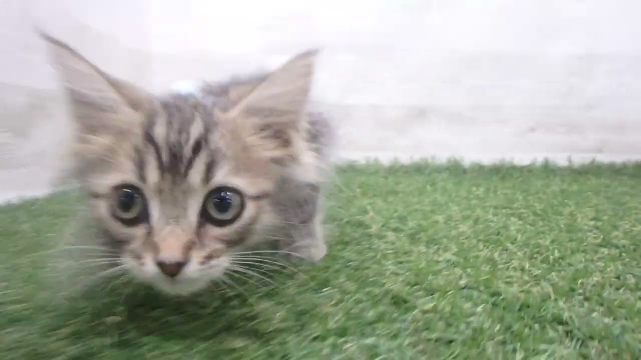 Coo&RIKU　No00675347 アメリカンカール