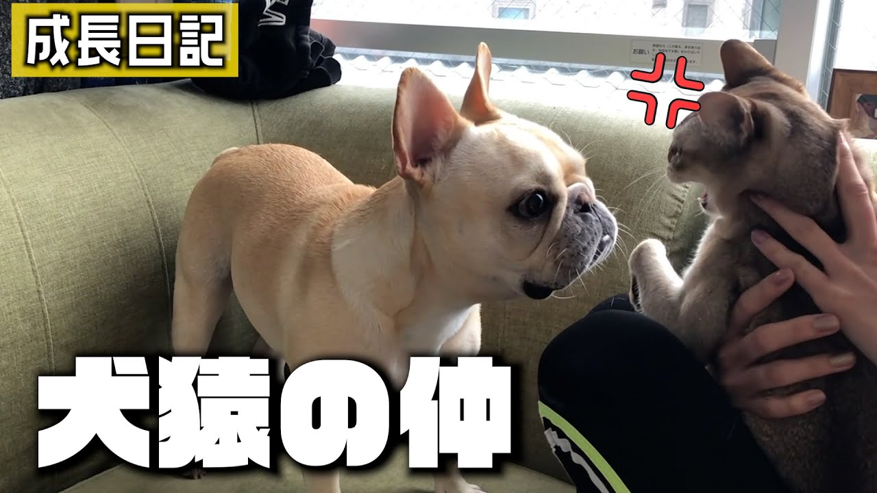 【成長日記】シンガプーラとフレブルの仲良くなるまでの道のり【1日目】
