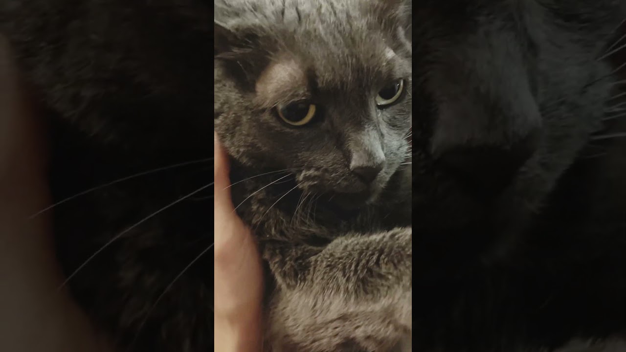 The face of Russian Blue