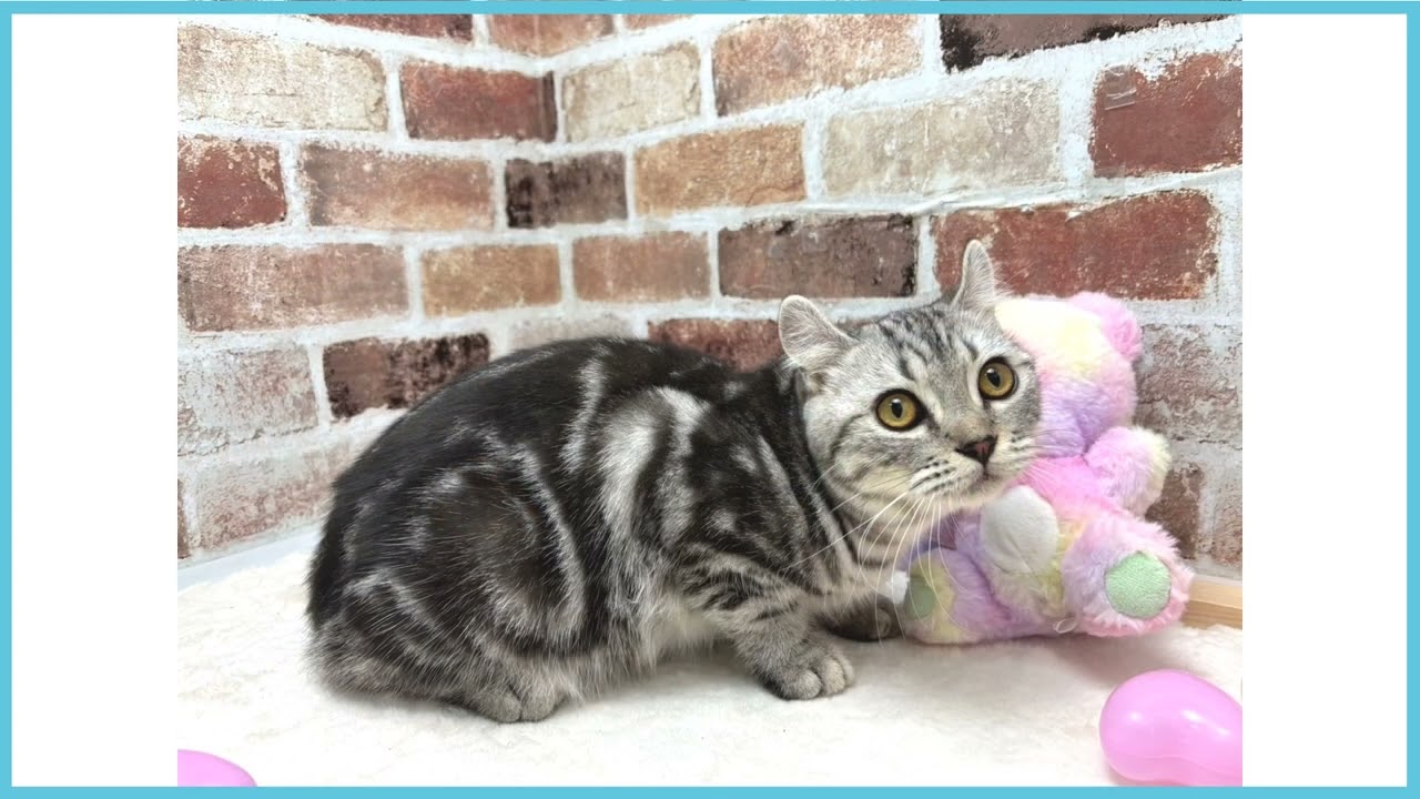 ペットショップCOO＆RIKU No00674690 アメリカンカール