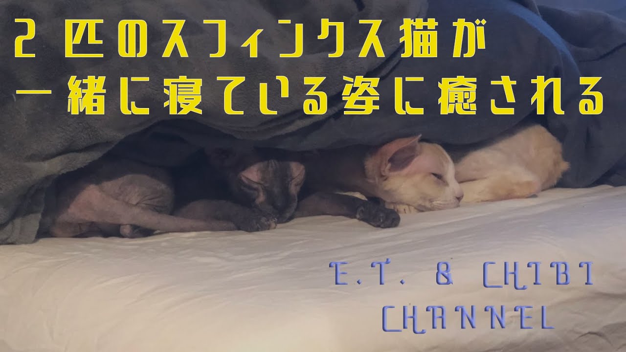 2匹のスフィンクス猫が一緒に寝ている姿に癒される【Healed by the appearance of two Sphinx cats sleeping together】