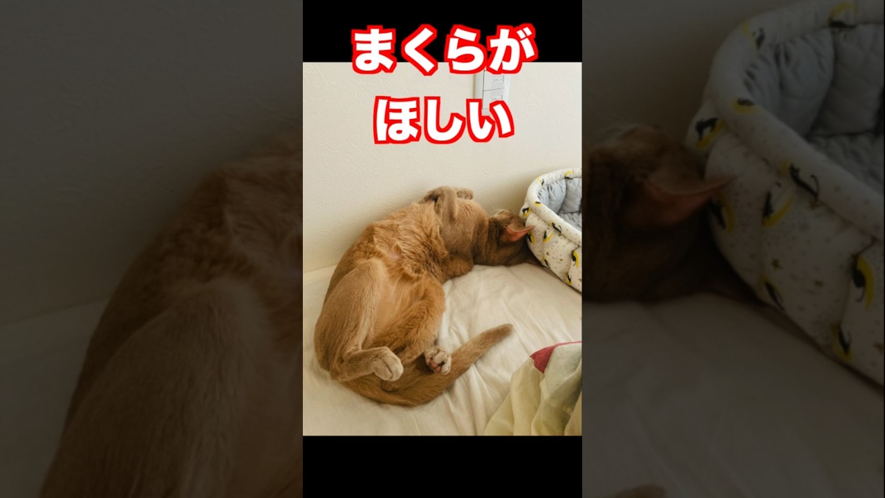 まくらがほしい#猫#そらちゃん#ロシアンブルー#いぶりん#アビシニアン#フォーン#枕#pillow#cat#russianblue#abyssinian#fawn