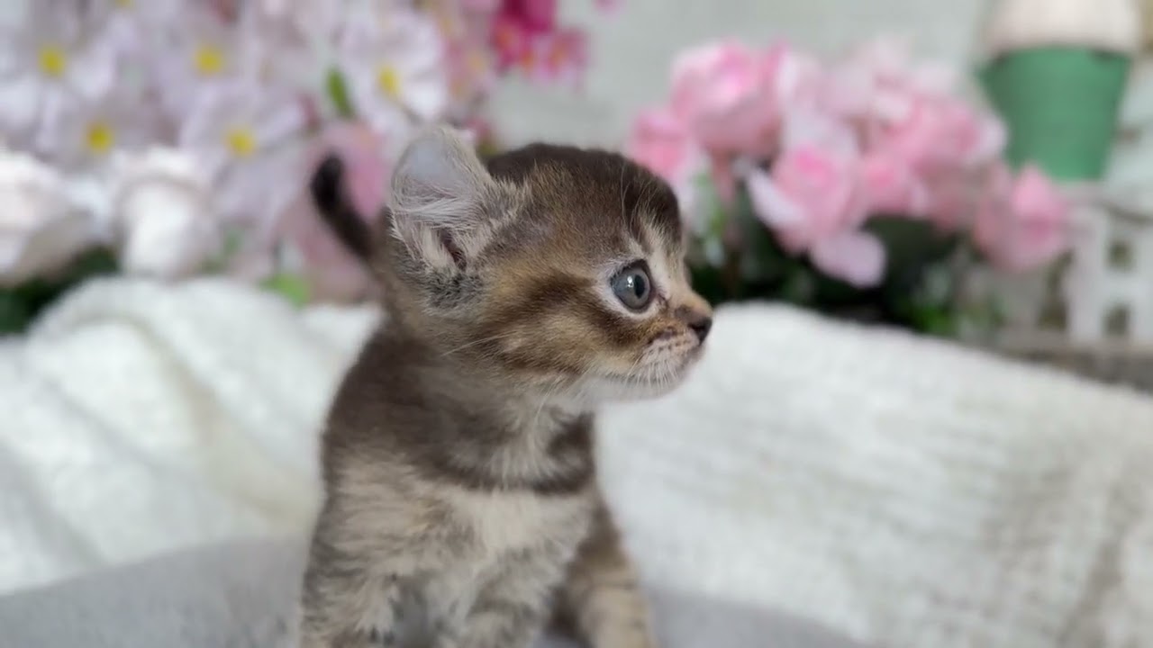 アメリカンカール　女の子