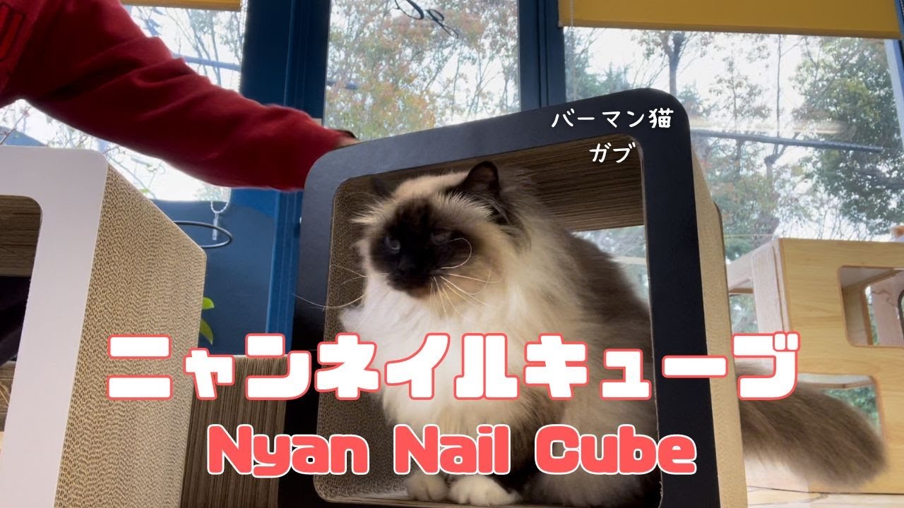 バーマン猫ラフとガブとウリとミカ【ニャンネイルキューブ】Nyan Nail Cube（バーマン猫）Birman/Cat