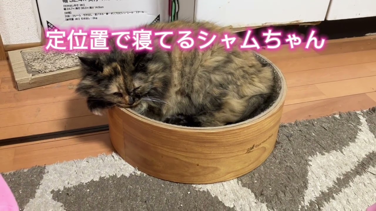 定位置で寝てるシャムちゃん