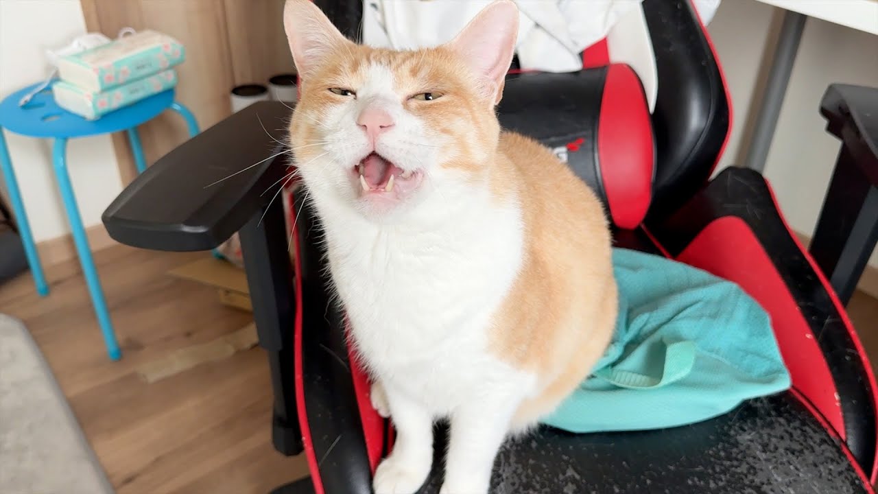 猫飼いがやらなくてはいけない過酷な仕事について