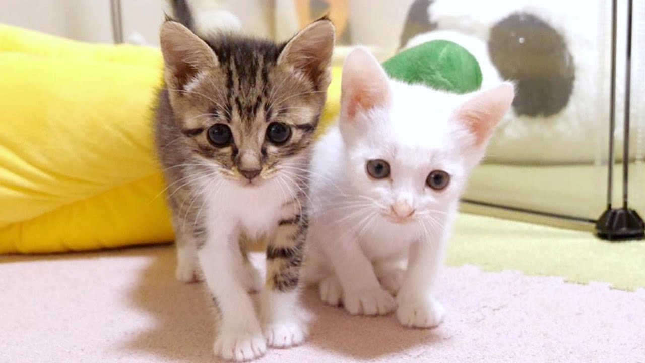 ママの遊びの誘いに子猫達はそろりそろりと近づいてきました【赤ちゃん猫　保護猫】