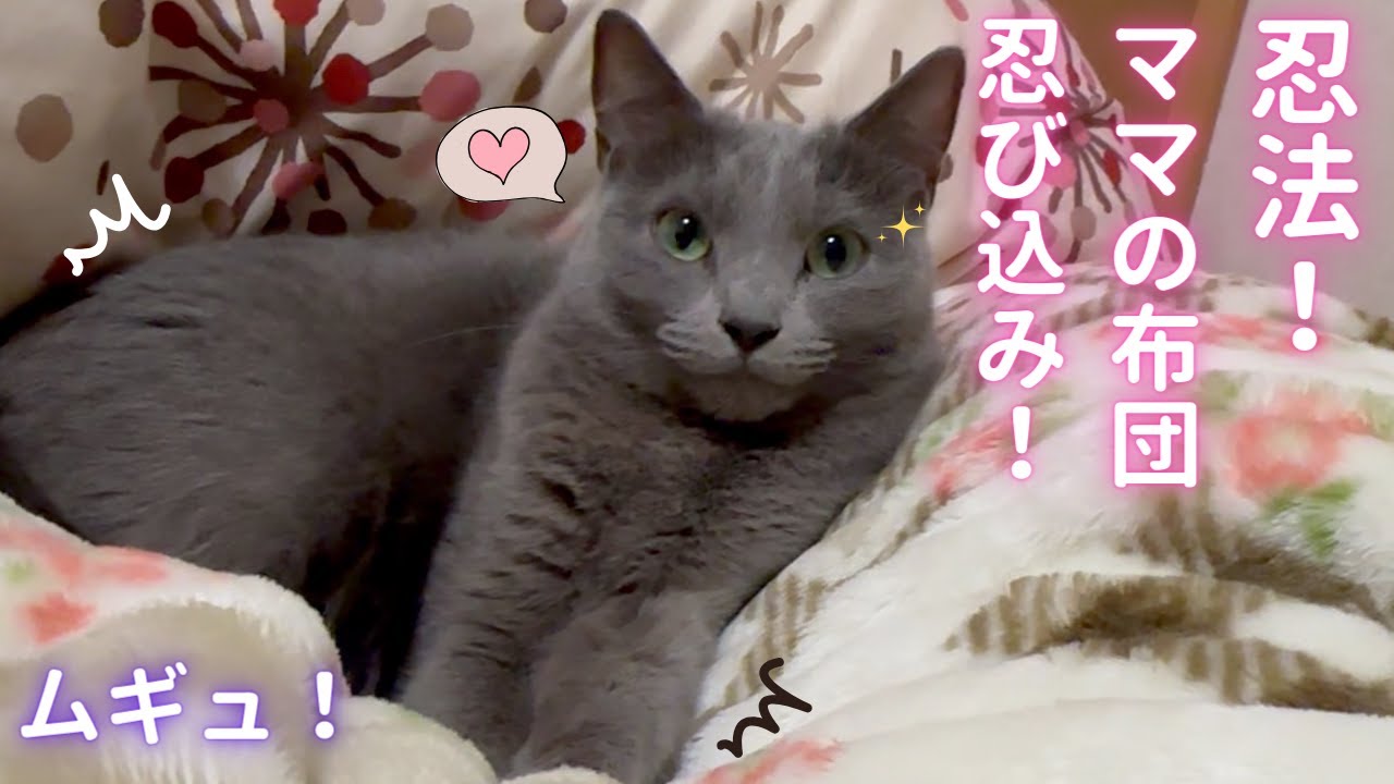 【猫ロシアンブルー】そらちゃんが布団と一体化！眠気に勝てるか⁉️