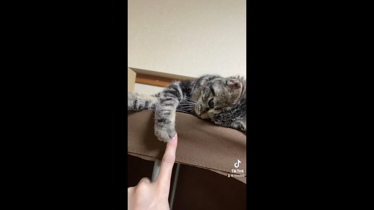 上から見下ろしてくる子猫がかわいすぎる #Shorts