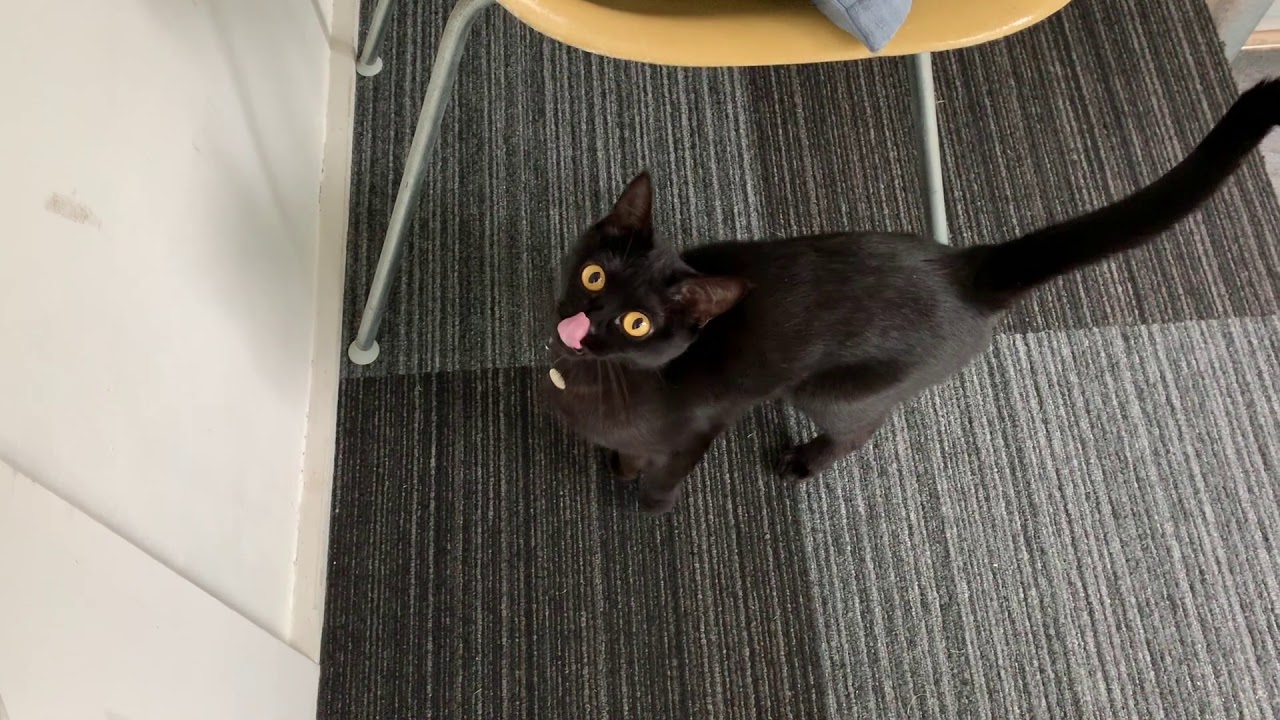 4匹の黒猫ボンベイファミリー☆黒猫ルーシーが撮影者の肩に乗ってきて撮影不可能に！！