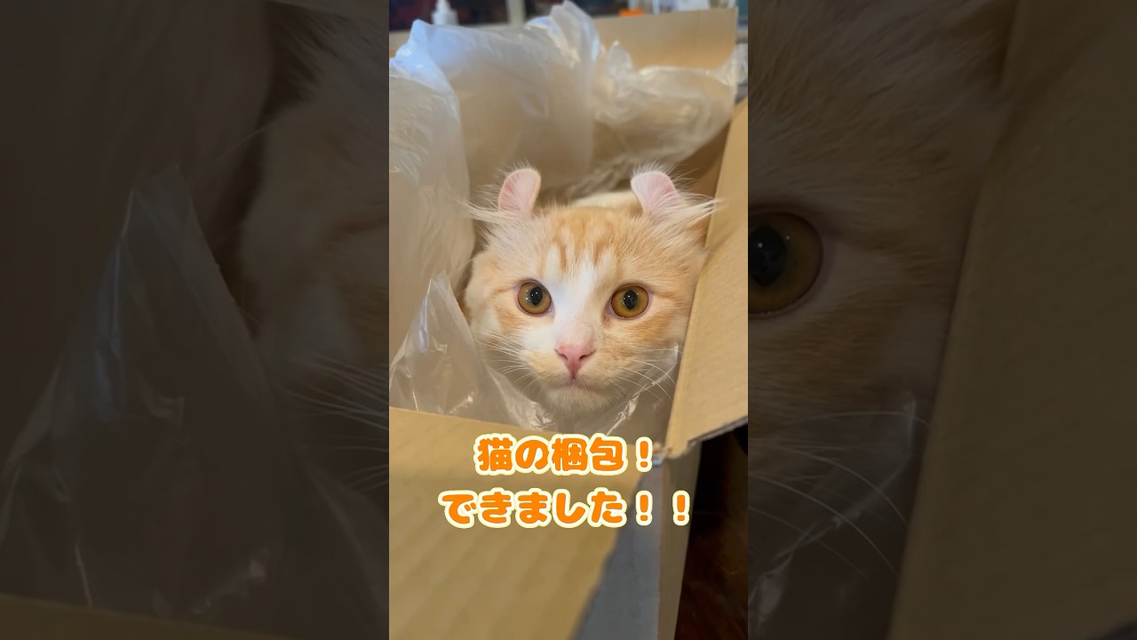 【キンカロー】猫を梱包してみた【マンチカール】#キンカロー #猫