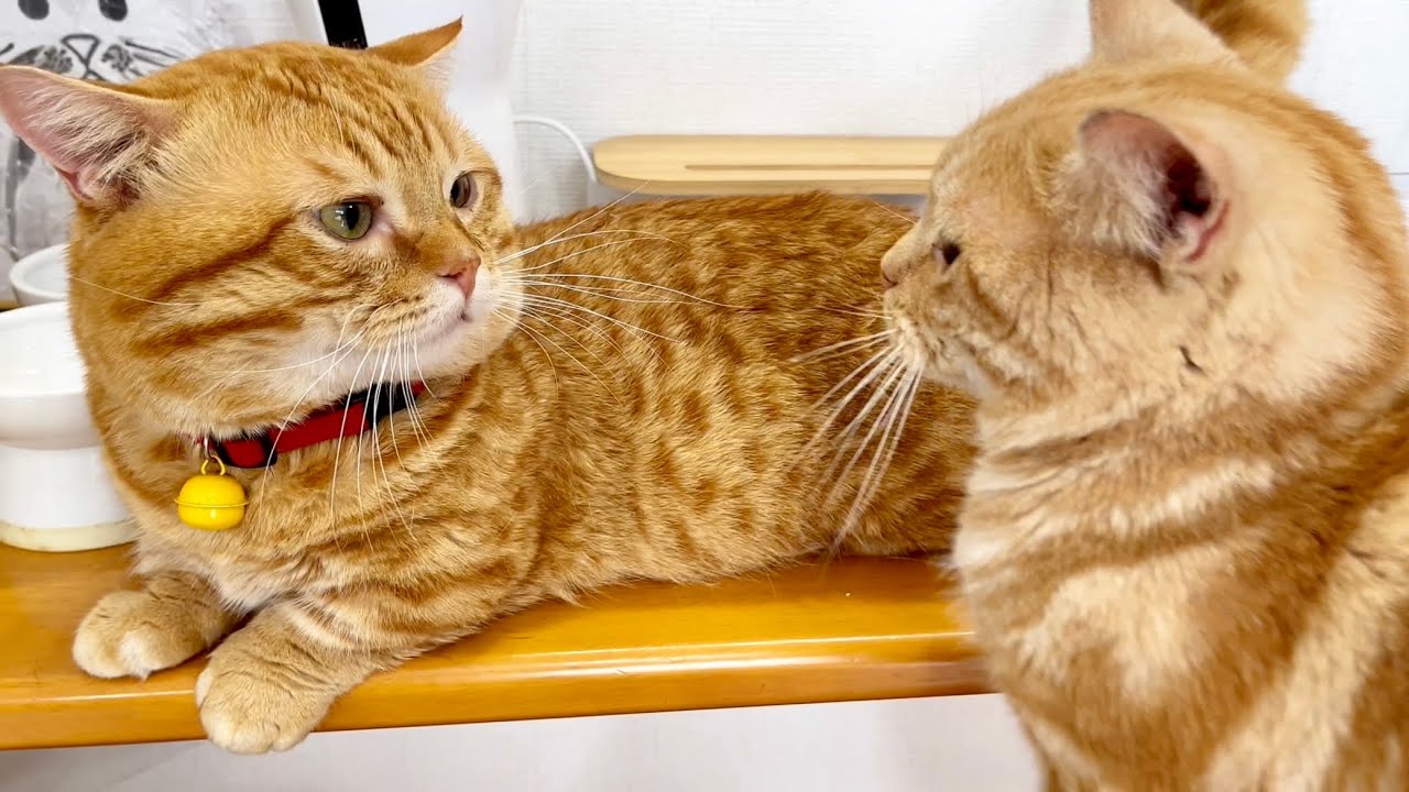 ノーちょっかいデーでした！ #猫 #マンチカン