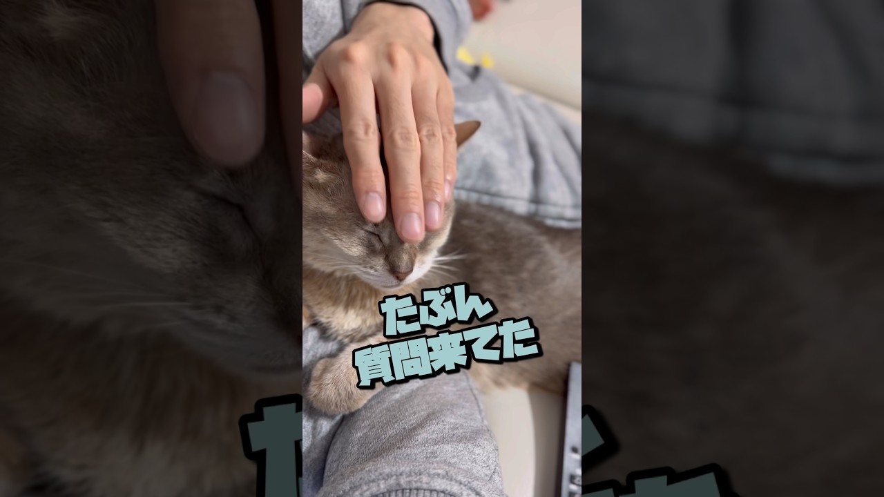 猫が甘えたくなる瞬間