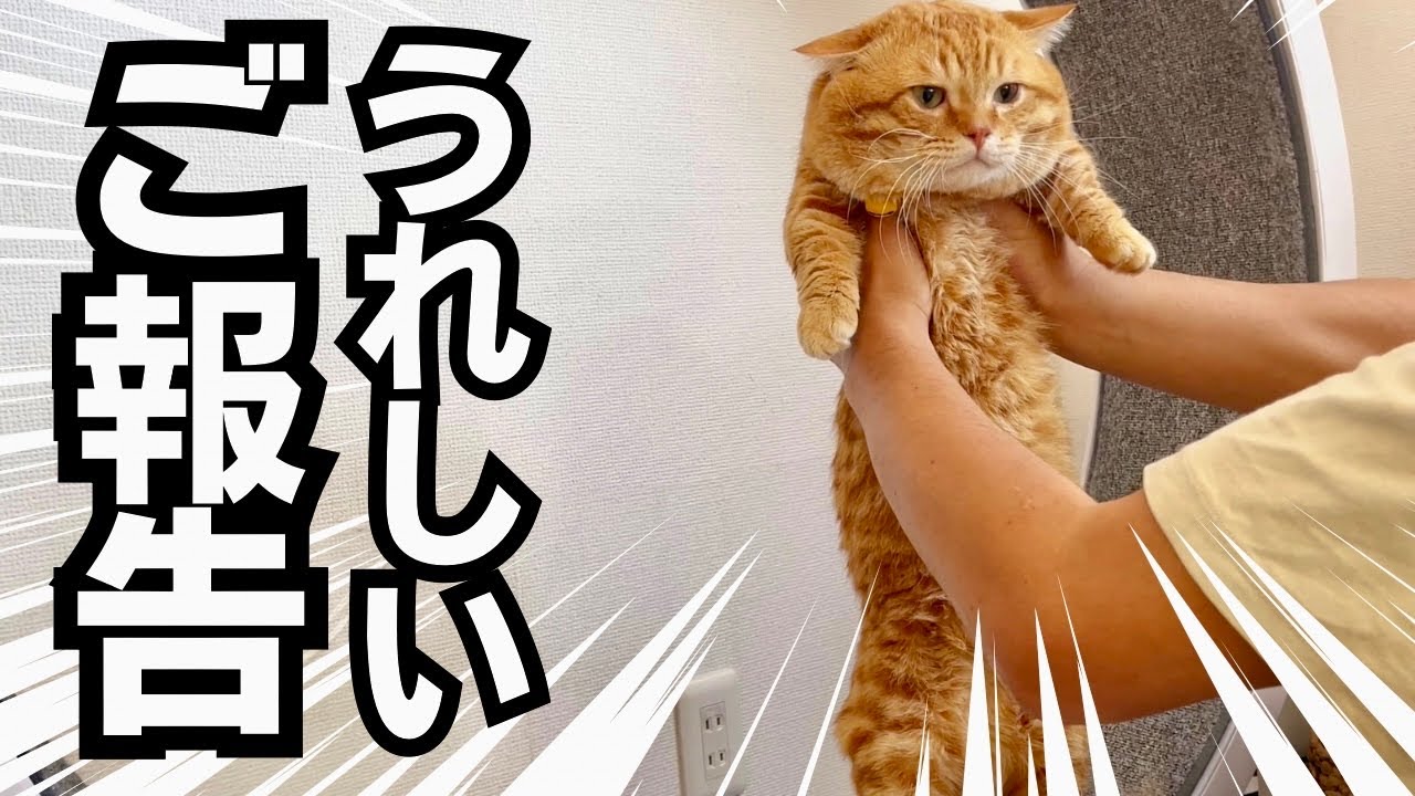 【朗報】愛猫についてうれしいご報告があります！ #猫 #マンチカン