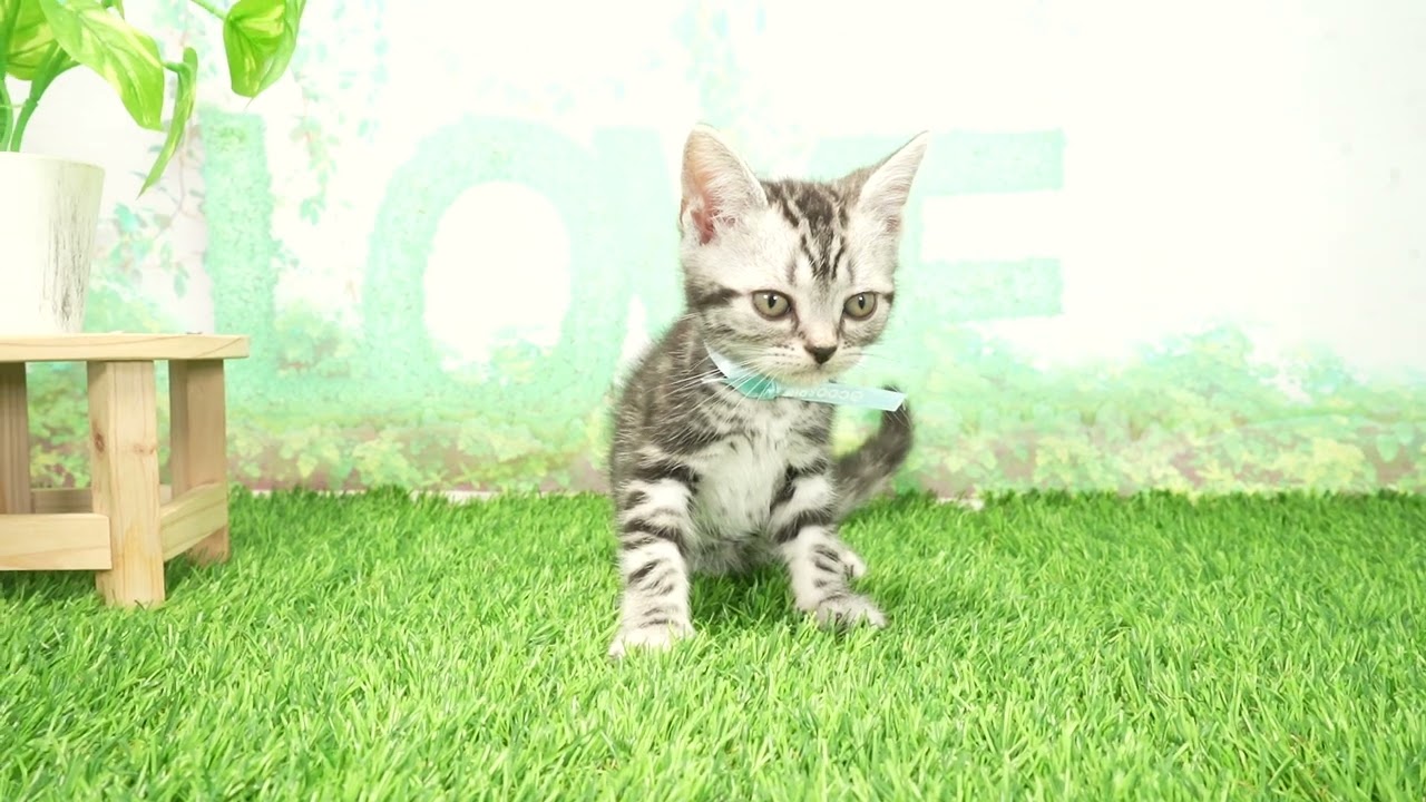 Coo&RIKU　No00674735 アメリカンショートヘアー