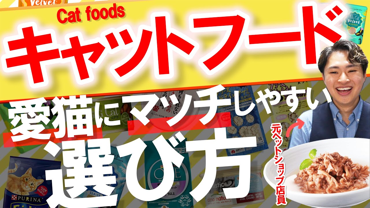 【正直どれが良いの…？】猫に"本当に"マッチしているご飯選びの「究極のコツ」を大公開！#コラボ #くぅ先生 #キャットフード