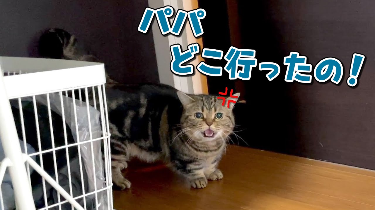 出掛けて戻ってこないパパに寂しがりやの猫が文句を言い始めましたw