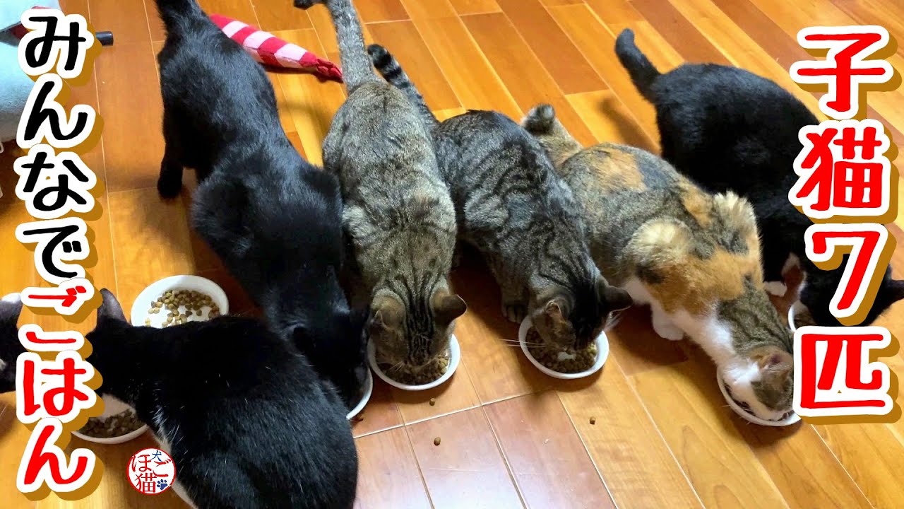 【子猫 保護】子猫７匹のごはんタイム＋おまけコーナー