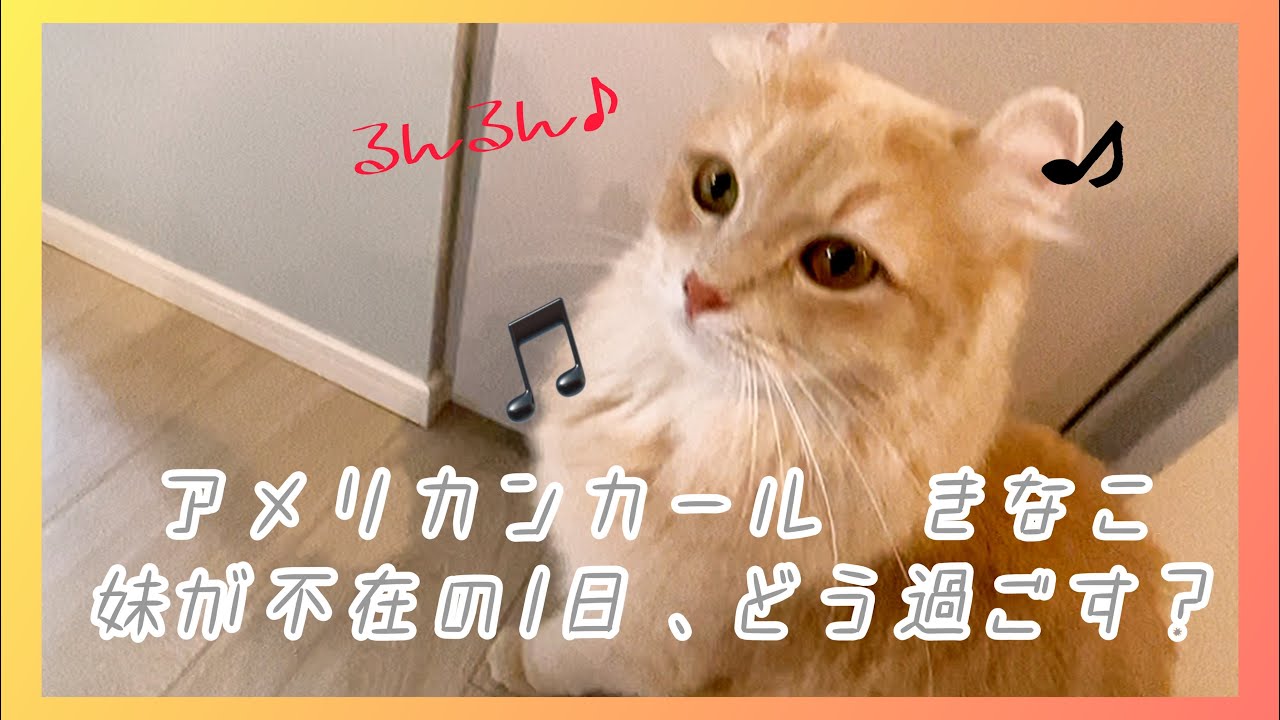 【アメリカンカール】妹猫が避妊手術で一日中不在になった時、急に甘えん坊になるうちの子が可愛すぎる！