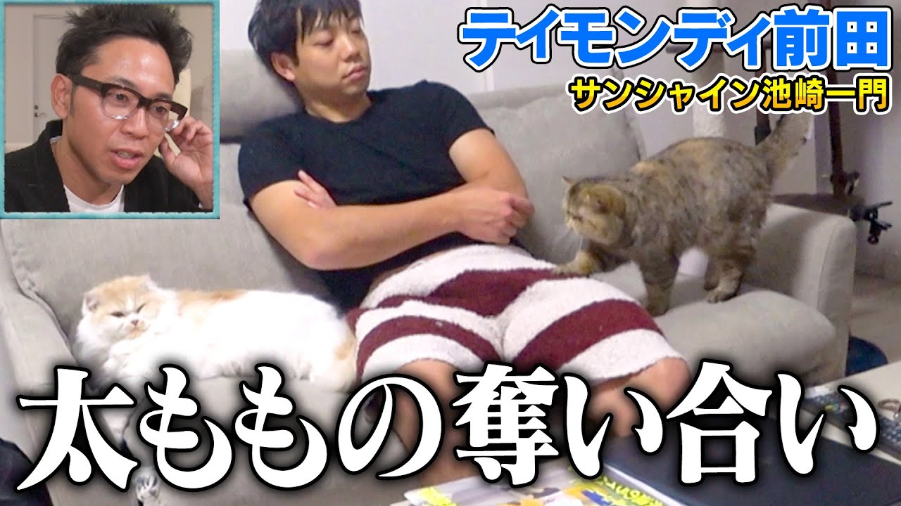 【先住猫とバトル】大好きなティモンディ前田さんをめぐって新入り保護猫のぷりゅが…【サンシャイン池崎一門】