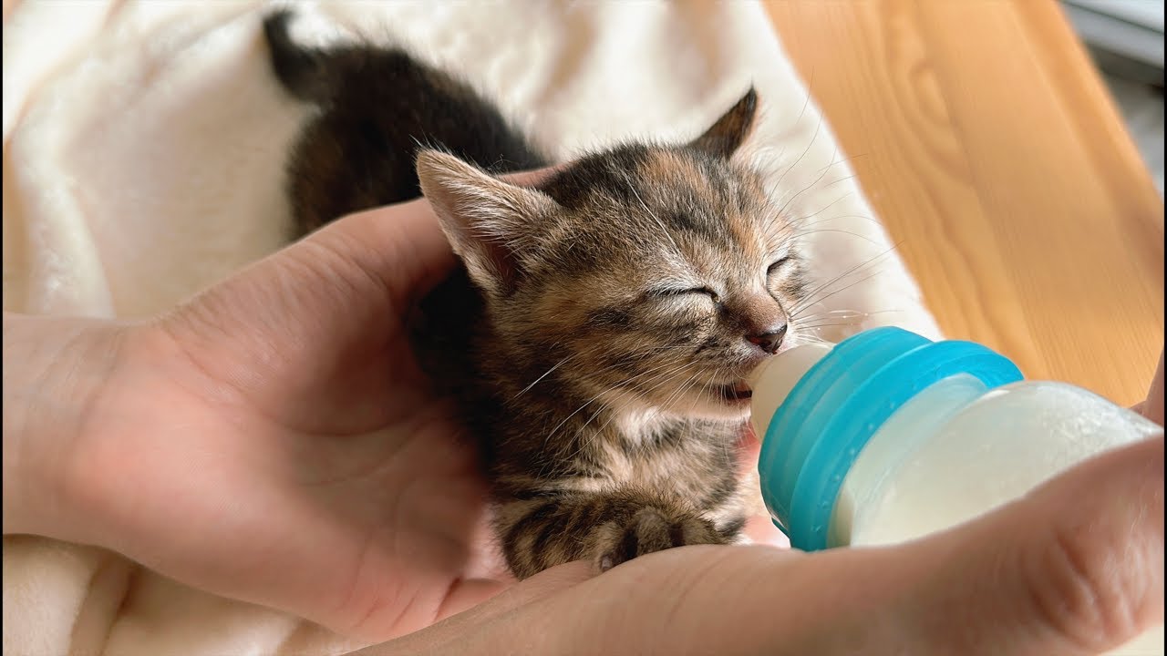 7子猫ことり組とちょっと6新人ライブ【保護猫生活】