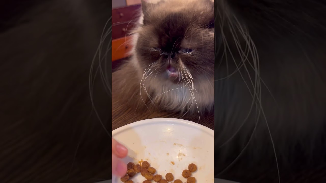 ヒマラヤンの食事事情#ヒマラヤン #ゴールデンレトリバー #いぬとねこ #犬 #犬のいる暮らし #大型犬 #猫のいる暮らし